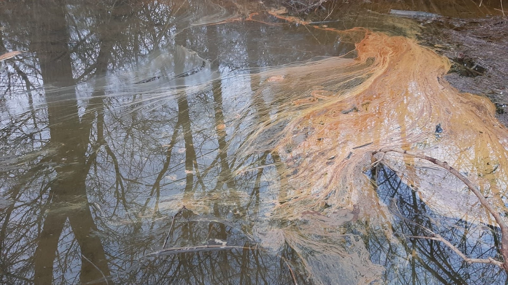 An oil spill at Rutland Water Nature Reserve