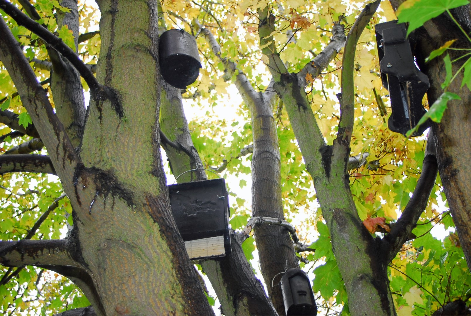 Barratt Homes and David Wilson Homes are installing bat boxes in Leicestershire