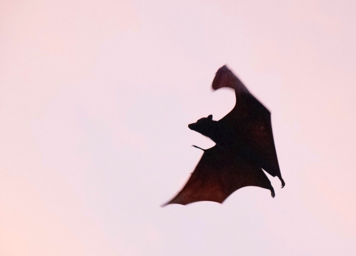 Leicester house developers build homes for bats