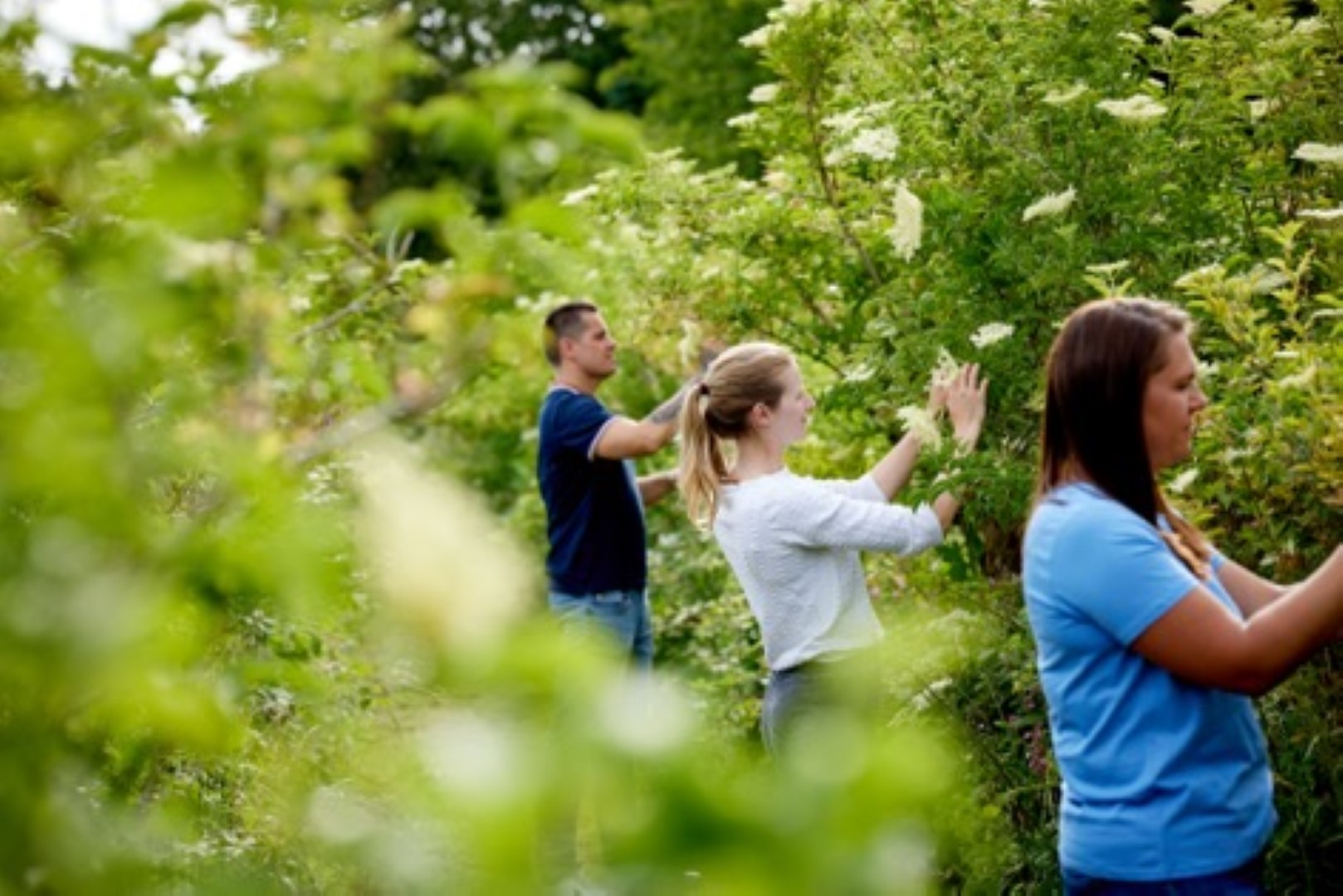 Belvoir Farm issues urgent call for local elderflower pickers as mini heatwave accelerates flower growth