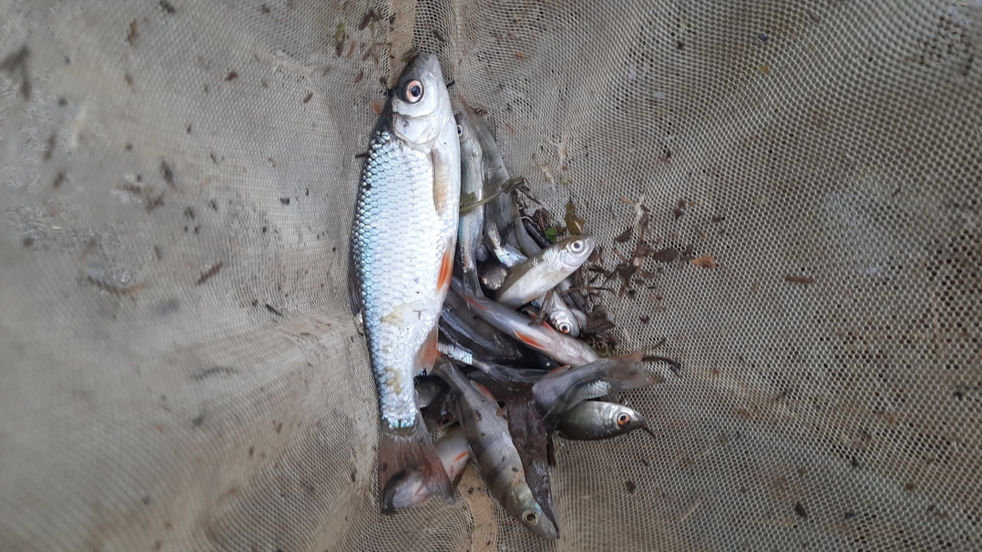 Several fish in a net. The fish are silver with some having orange fins, and debris is scattered around. They have been killed by an oil spill at Rutland Water Nature Reserve