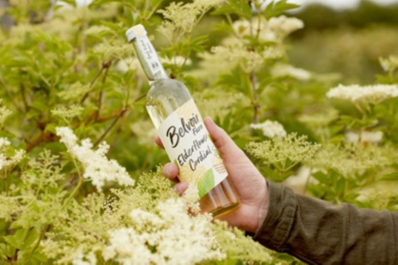 A hand holds a bottle labeled "Belvoir Farm Elderflower Cordial" among blooming elderflowers. Green foliage provides a lush background.